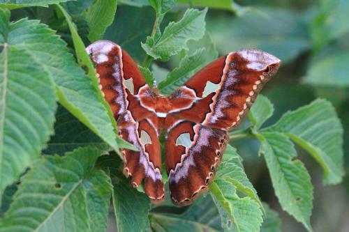 Rothschildia sp.
